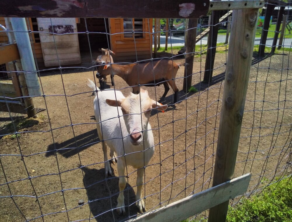 まかいの牧場の写真2