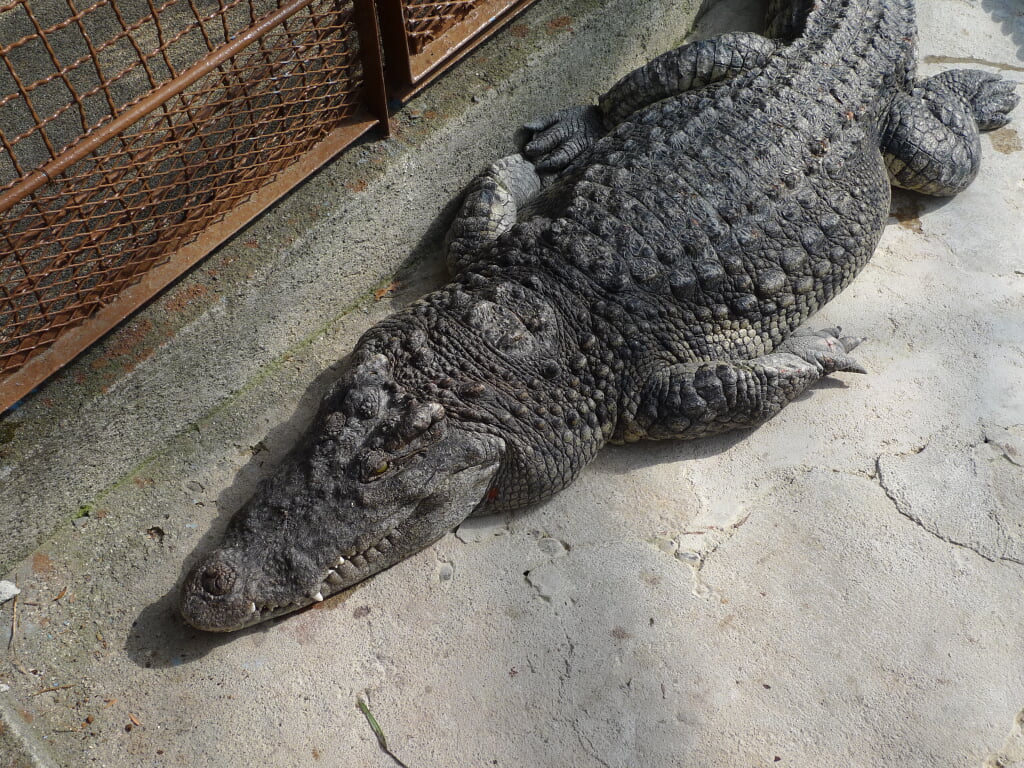 熱川バナナワニ園の写真3