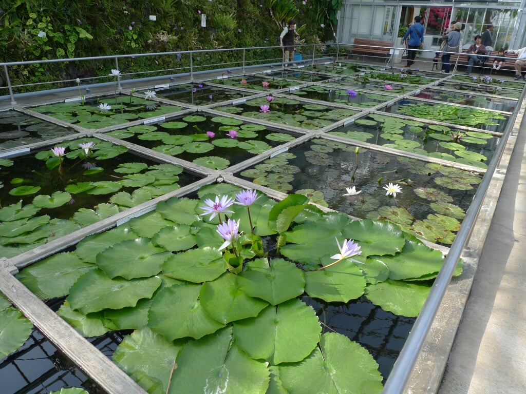 熱川バナナワニ園の写真5