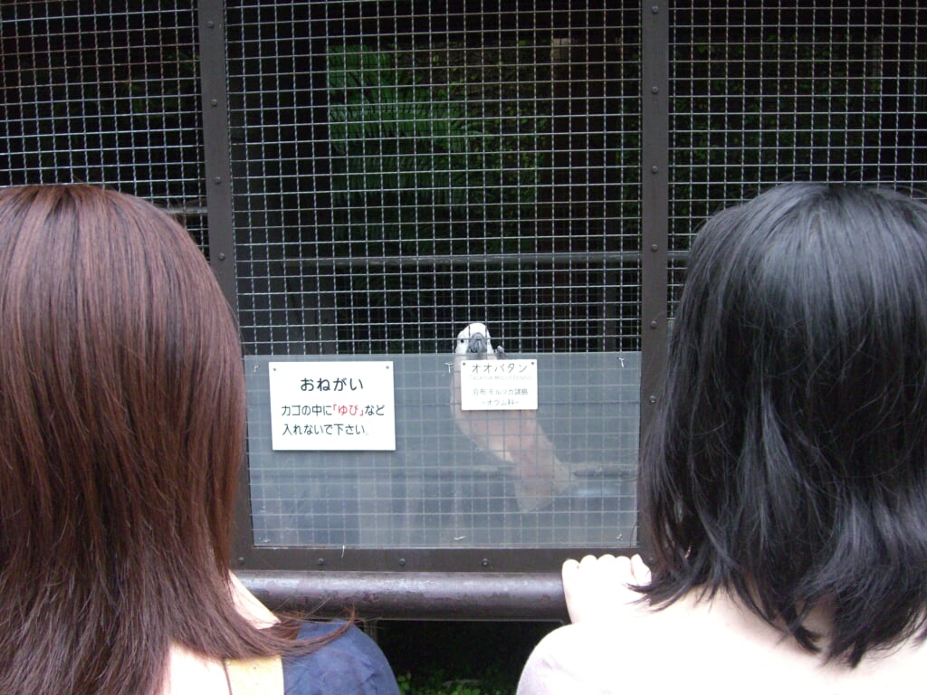 熱川バナナワニ園の写真8