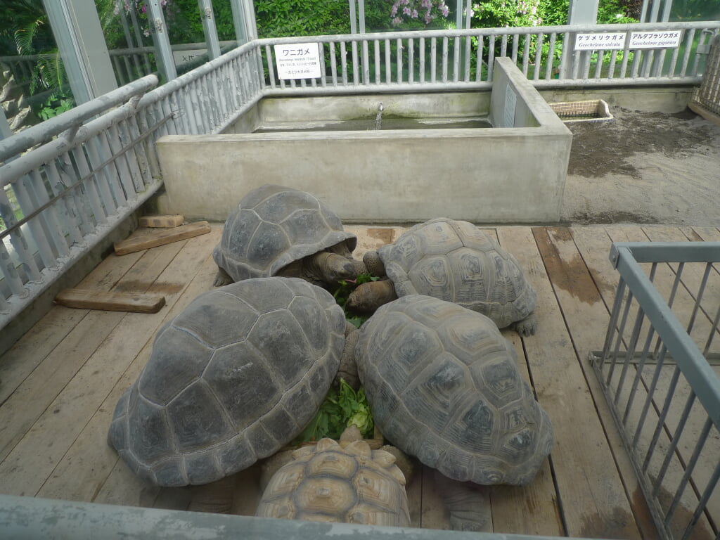 熱川バナナワニ園の写真10