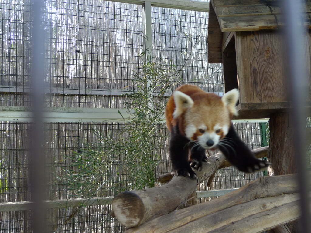 熱川バナナワニ園の写真12