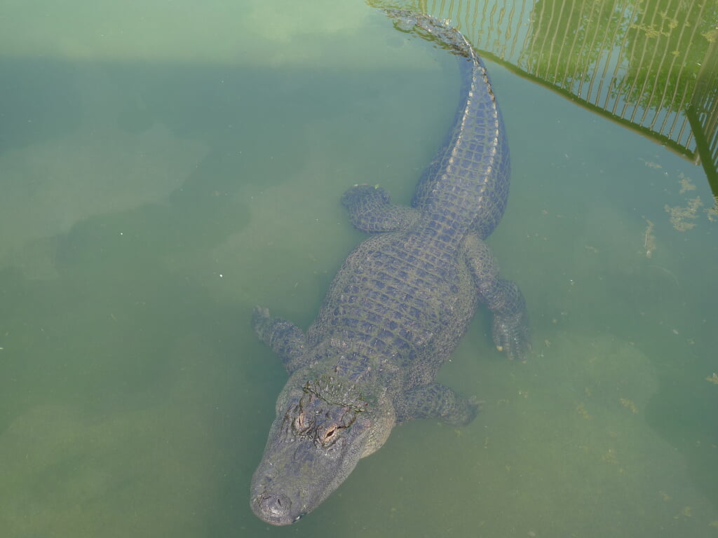 熱川バナナワニ園の写真13