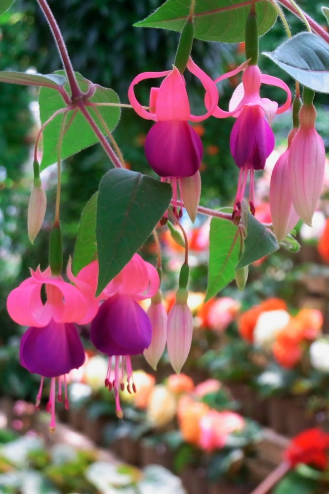 富士花鳥園の写真4