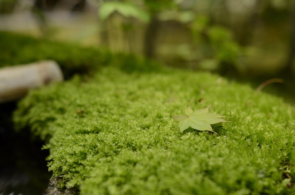 犬山温泉 名鉄犬山ホテルの写真4
