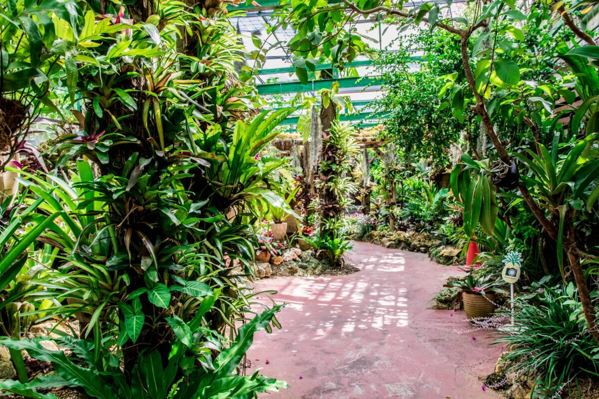 ナゴパイナップルパークの写真6