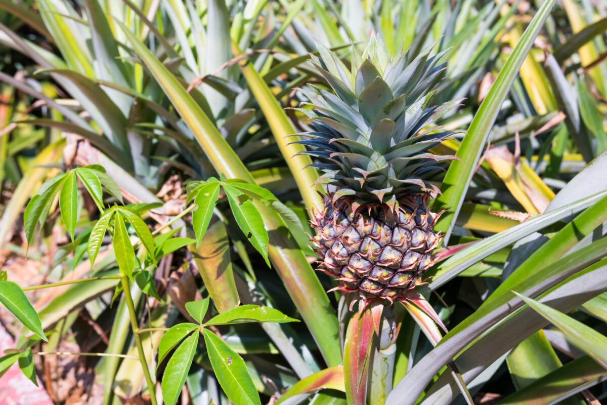 ナゴパイナップルパークの写真7