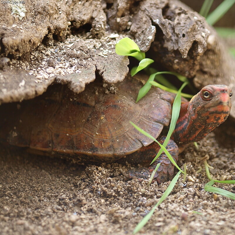 ネオパークオキナワの写真3