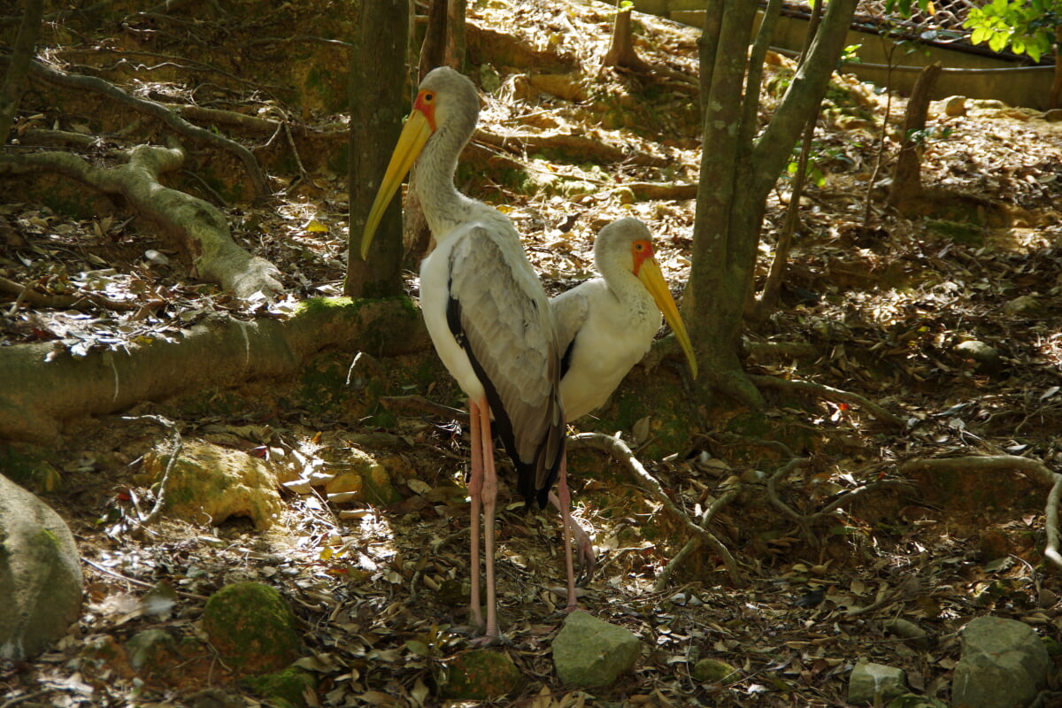 ネオパークオキナワの写真4