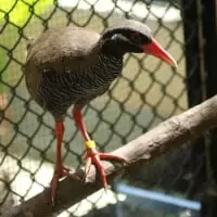 ネオパークオキナワ