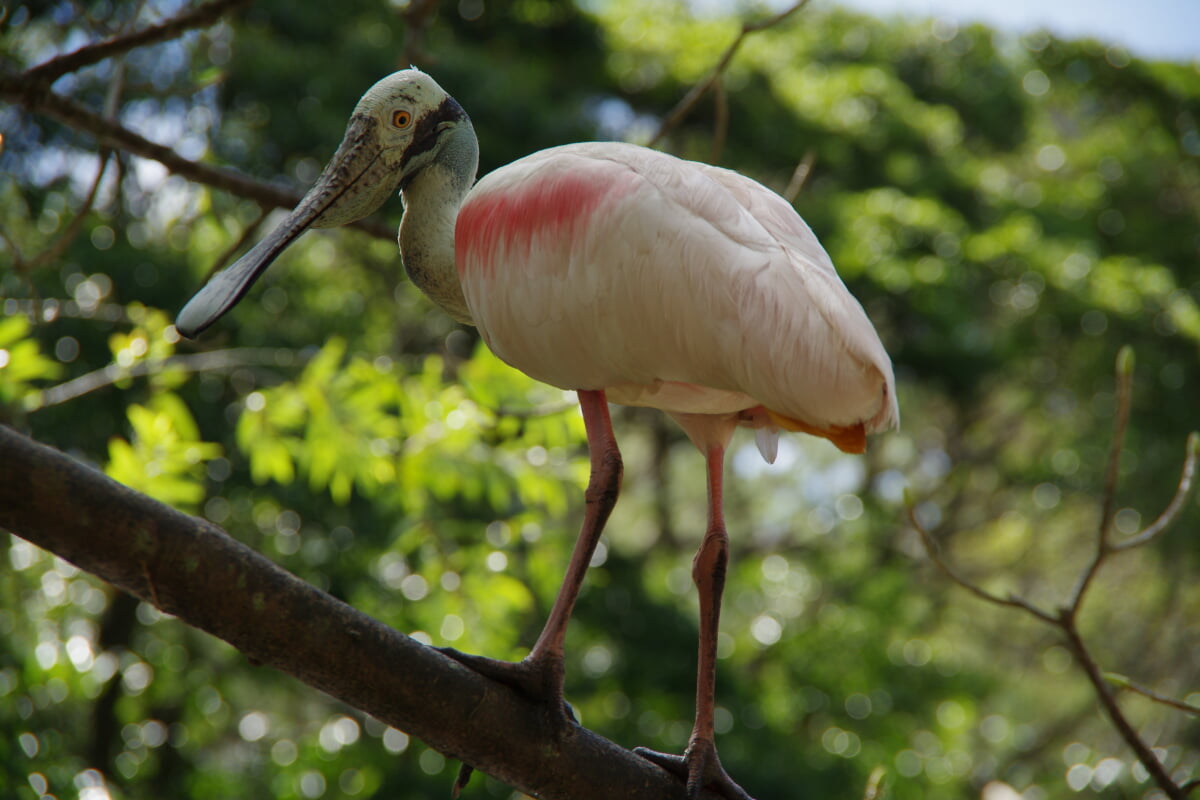 ネオパークオキナワの写真5