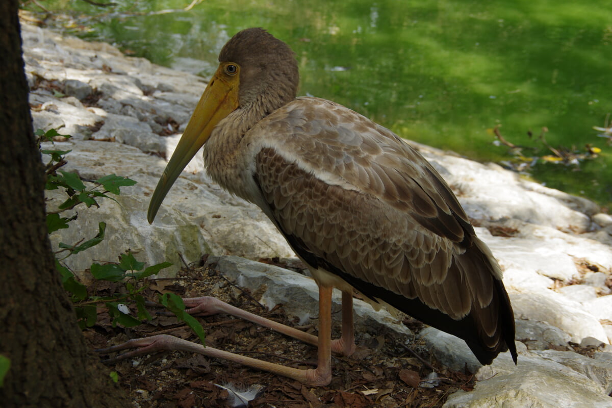 ネオパークオキナワの写真6