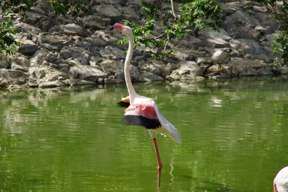ネオパークオキナワの写真8