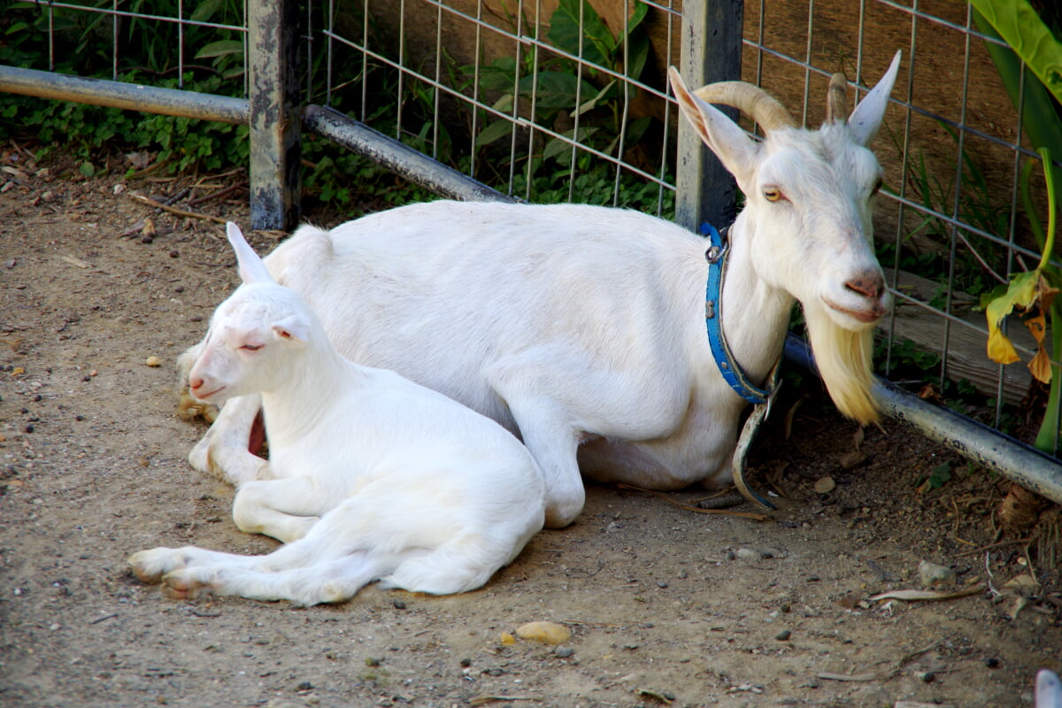 ネオパークオキナワの写真9