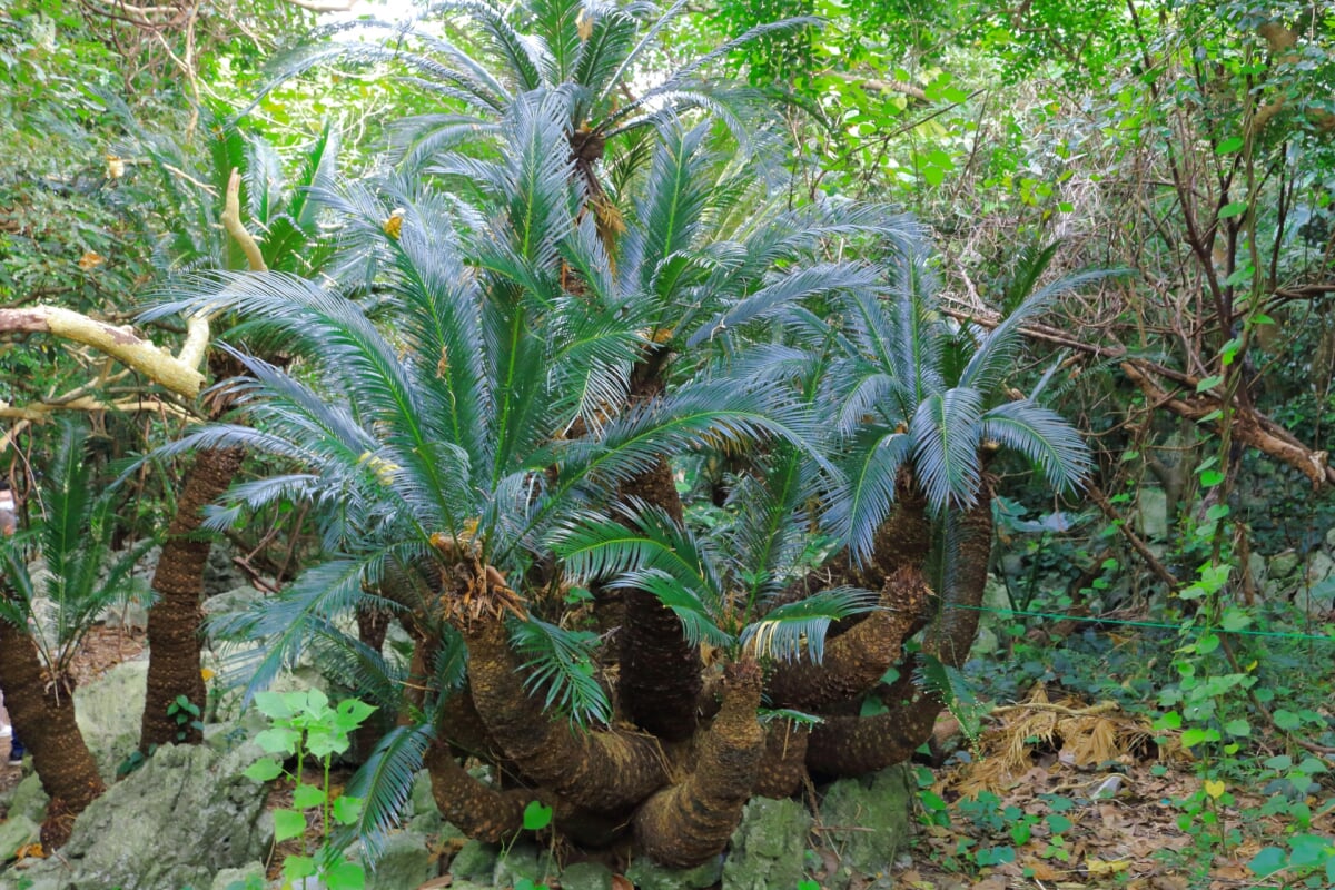 大石林山の写真2