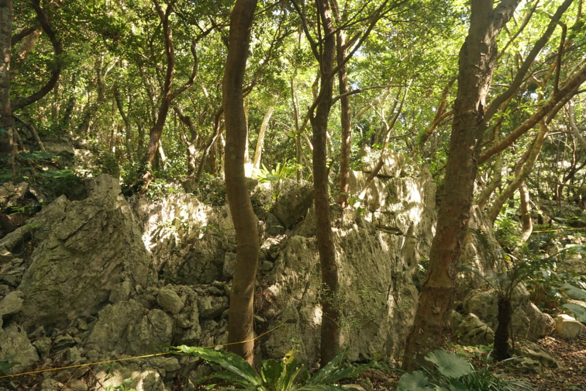 大石林山の写真5