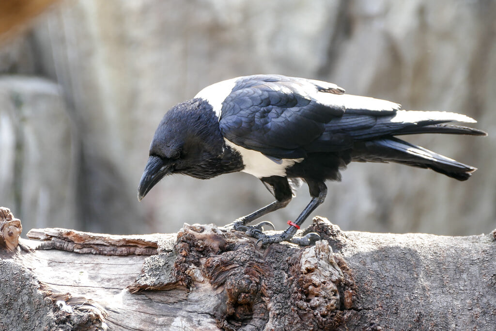神戸どうぶつ王国の写真2