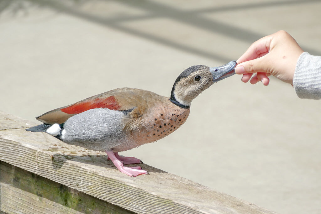 神戸どうぶつ王国の写真3