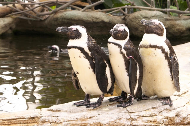 神戸どうぶつ王国の写真5