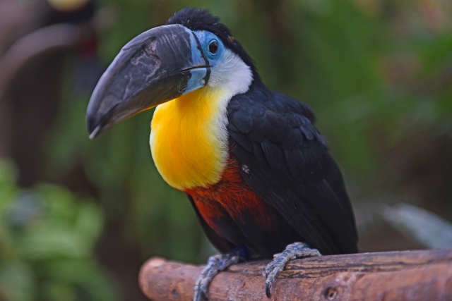 神戸どうぶつ王国の写真6