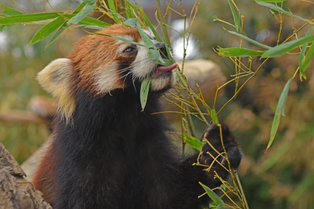 神戸どうぶつ王国の写真8