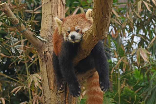 神戸どうぶつ王国の写真9