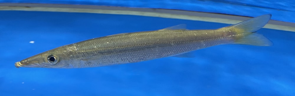 仙台うみの杜水族館の写真2