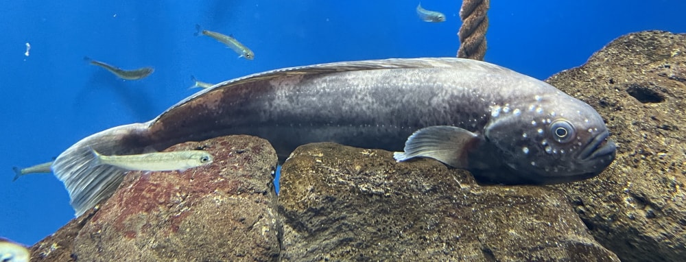 仙台うみの杜水族館の写真3