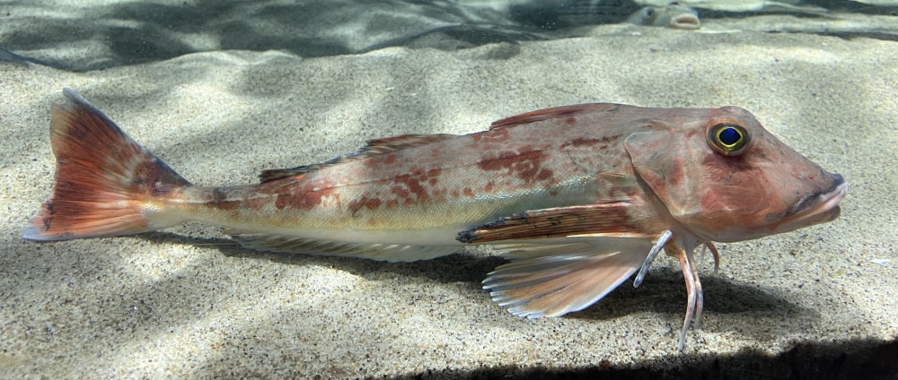 仙台うみの杜水族館の写真6