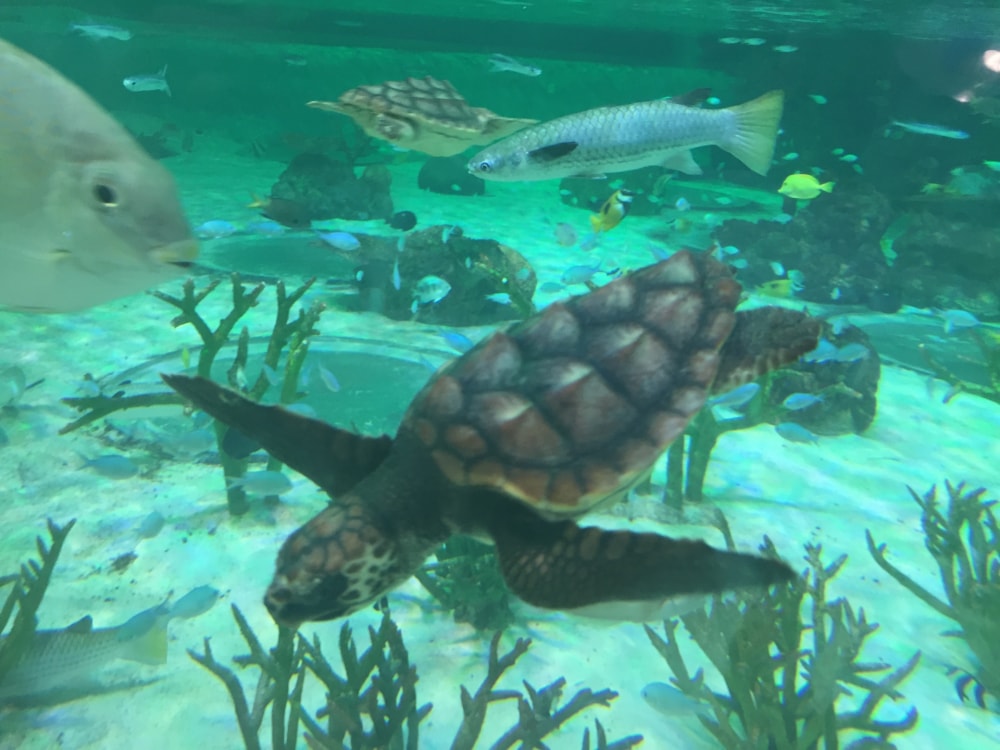  鴨川シーワールドの写真4