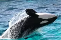  鴨川シーワールド