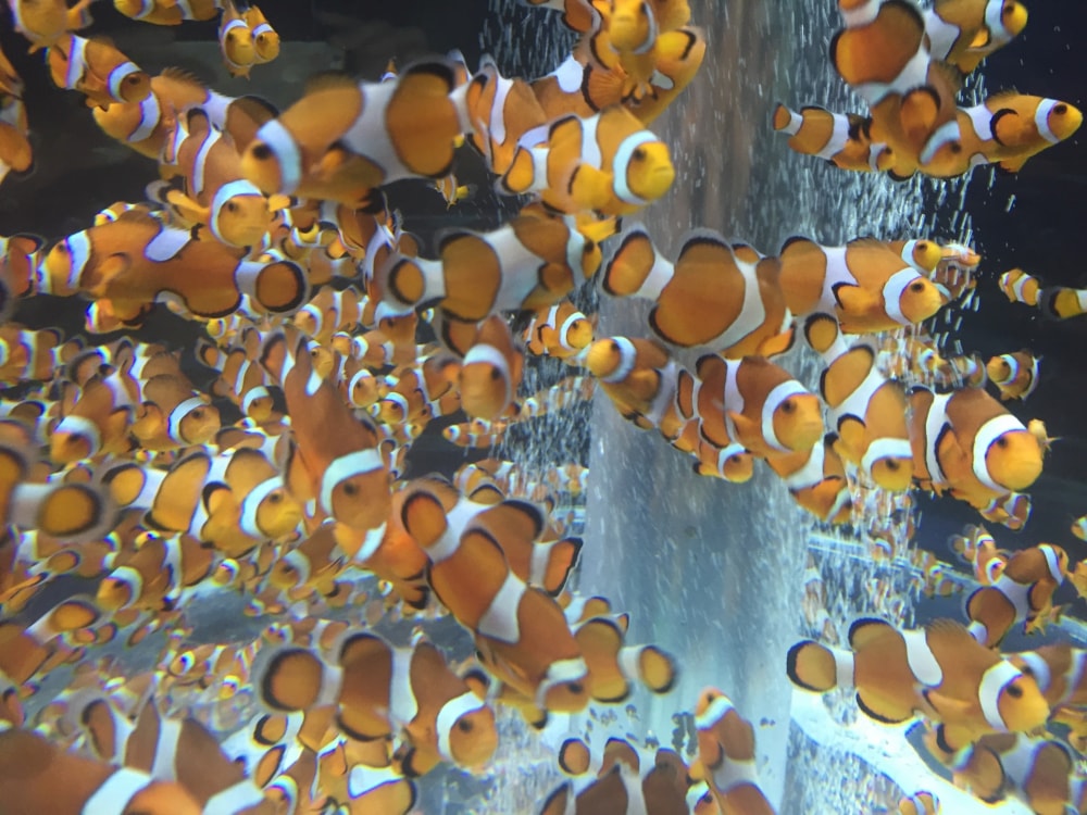  鴨川シーワールドの写真5