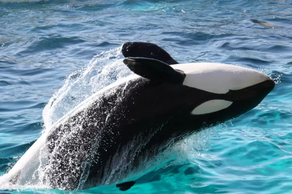  鴨川シーワールドの写真1