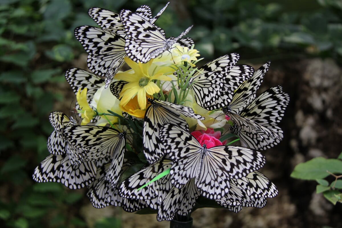 琉宮城蝶々園の写真2