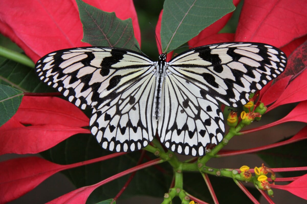 琉宮城蝶々園の写真1