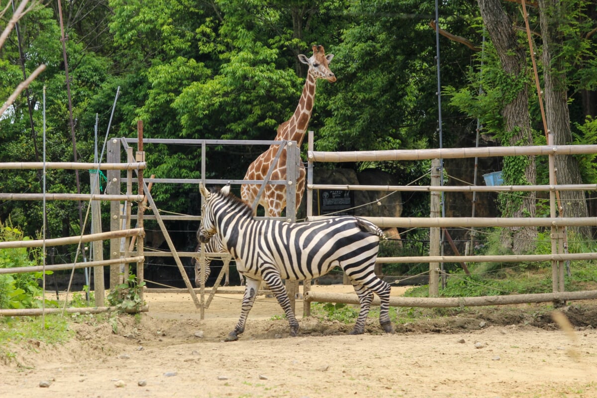 岩手サファリパークの写真1