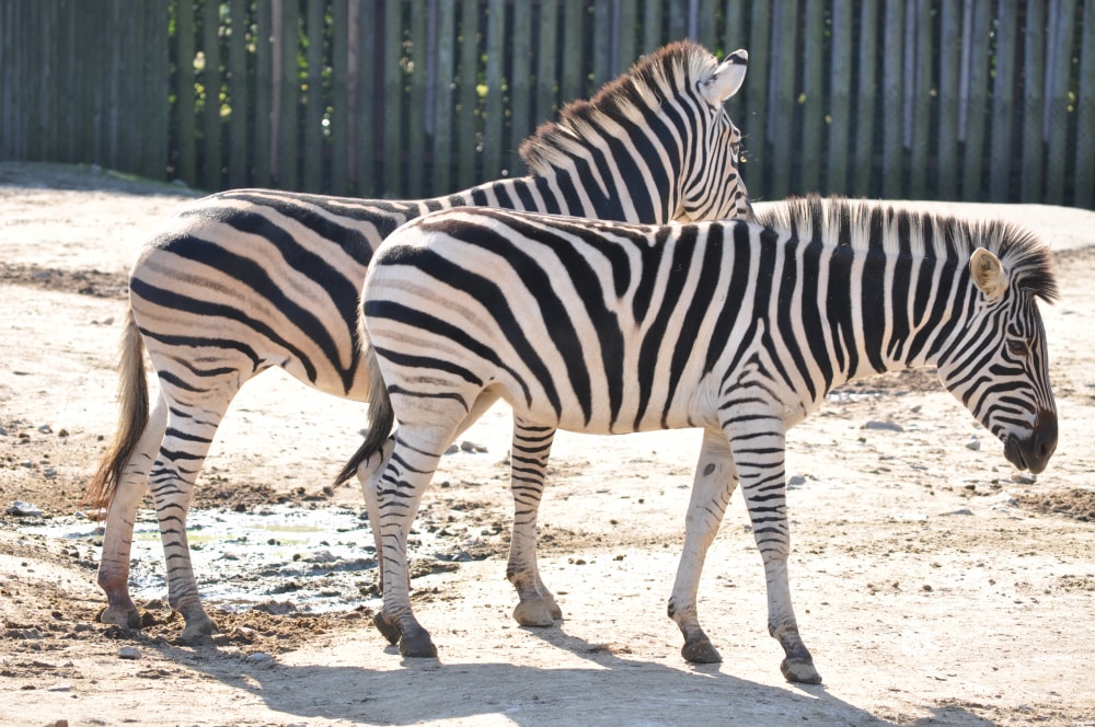 東武動物公園の写真2