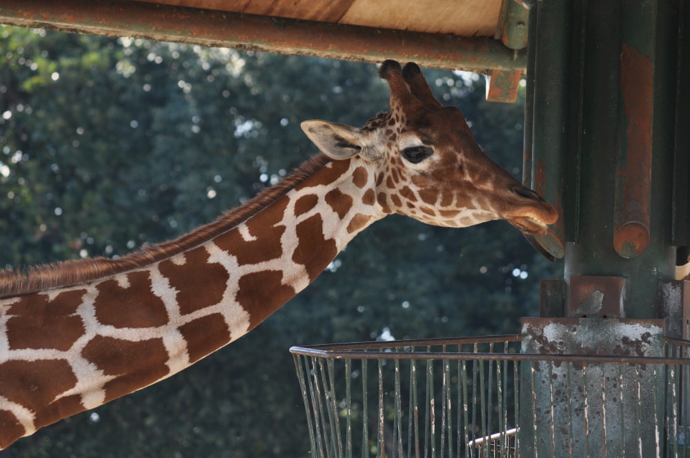 東武動物公園の写真3