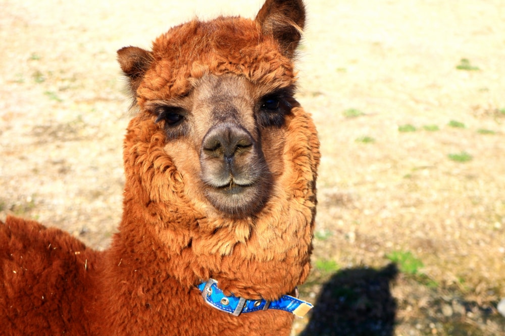 滋賀農業公園ブルーメの丘の写真2