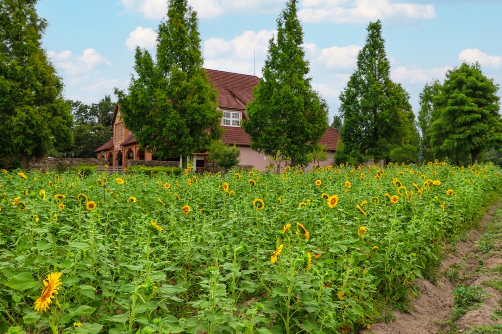 滋賀農業公園ブルーメの丘の写真3