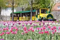 滋賀農業公園ブルーメの丘