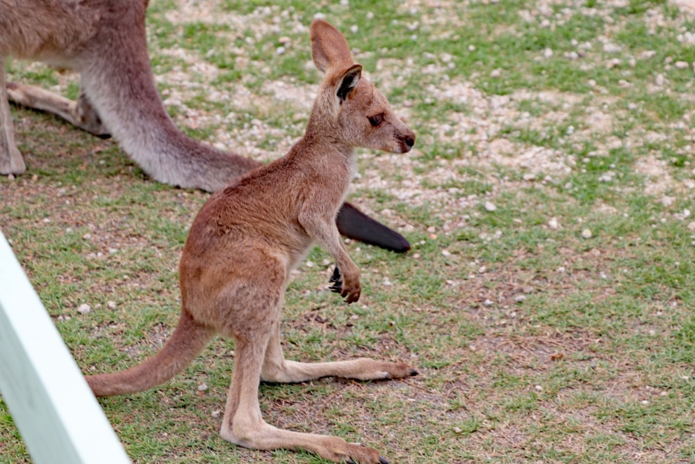 滋賀農業公園ブルーメの丘の写真5