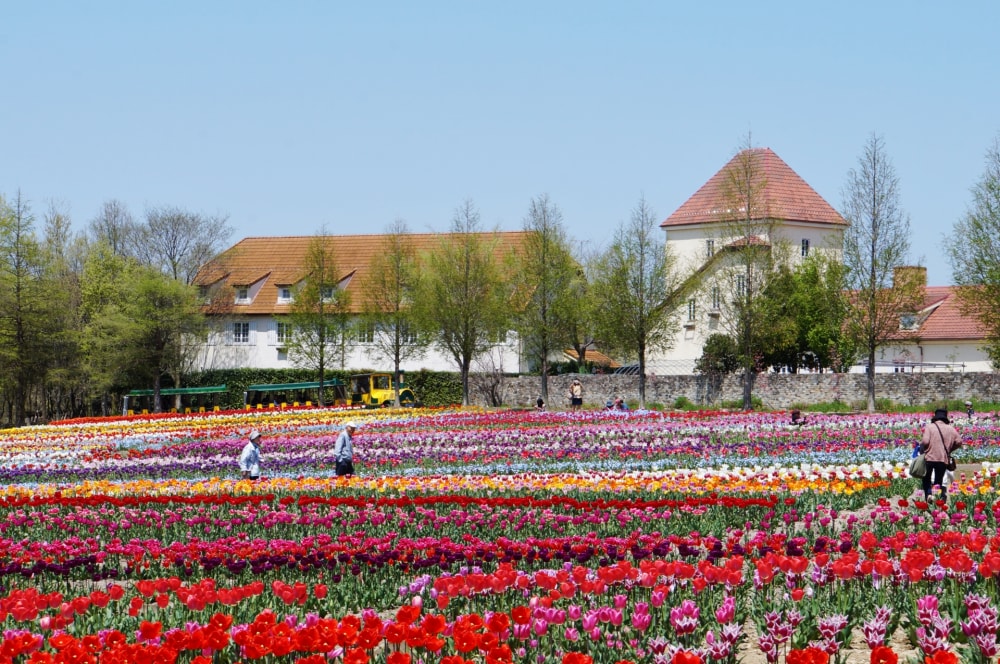 滋賀農業公園ブルーメの丘の写真6