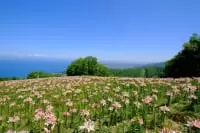 オーンズ春香山ゆり園