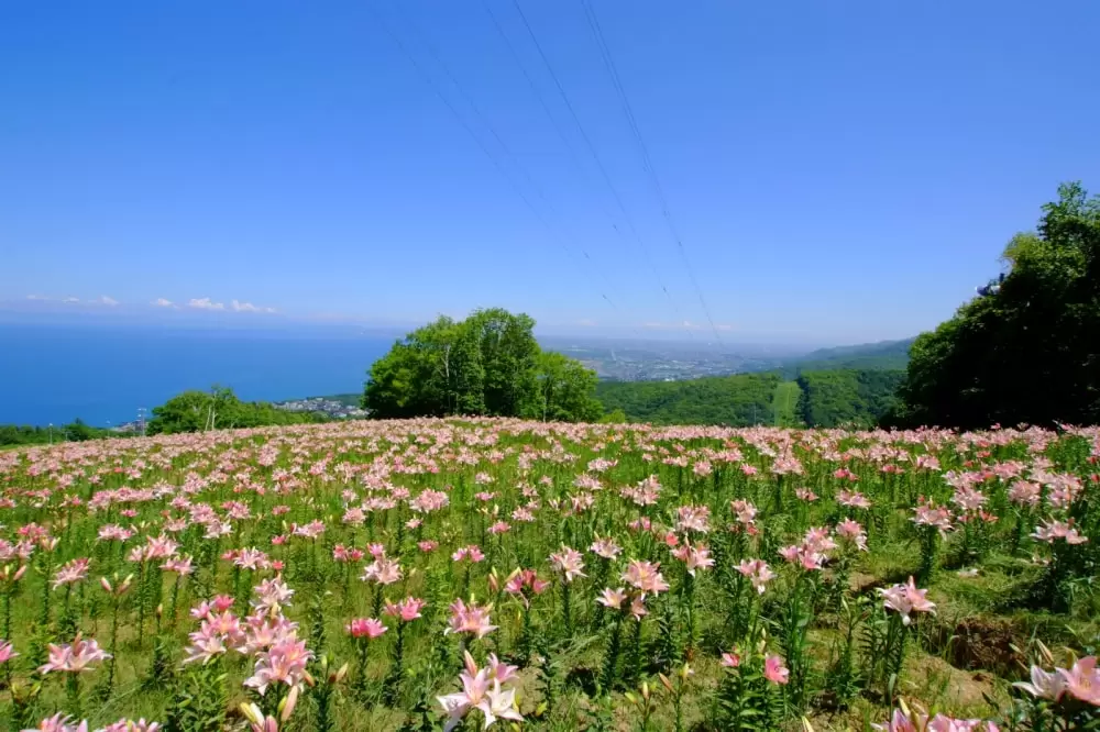 オーンズ春香山ゆり園の写真1