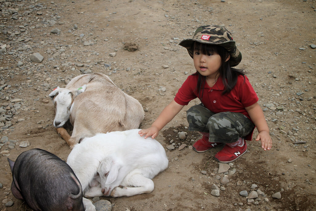 ハイジ牧場の写真2