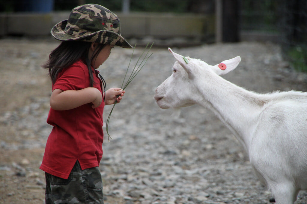 ハイジ牧場の写真6