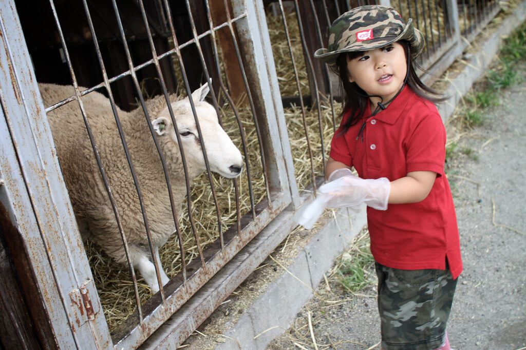 ハイジ牧場の写真8