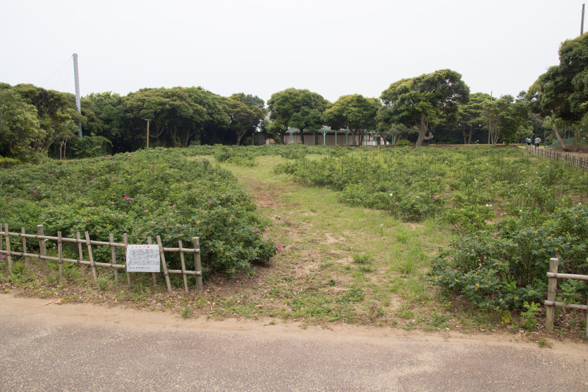 大野潮騒はまなす公園の写真3