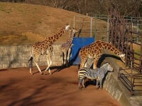 千葉市動物公園
